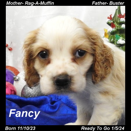 puppy, for, sale, Cocker Spaniel, Joe & Cherri  Overlease, dog, breeder, Miller, MO, dog-breeder, puppy-for-sale, forsale, nearby, find, puppyfind, locator, puppylocator, aca